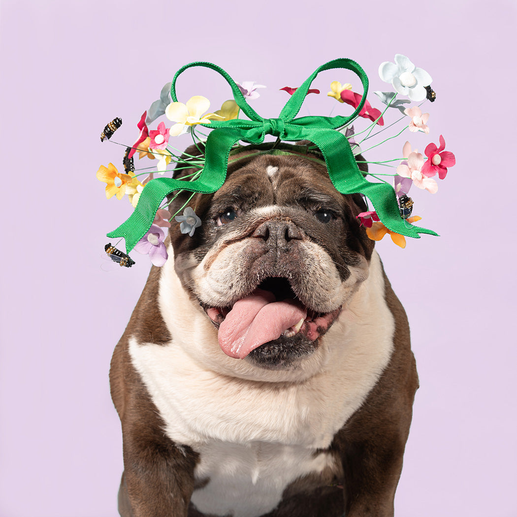 A bulldog wearing a bright green ribbon bow and a colorful floral crown with small artificial flowers and bumblebee accents, for the haute couture 2027 calendar. Month of April.