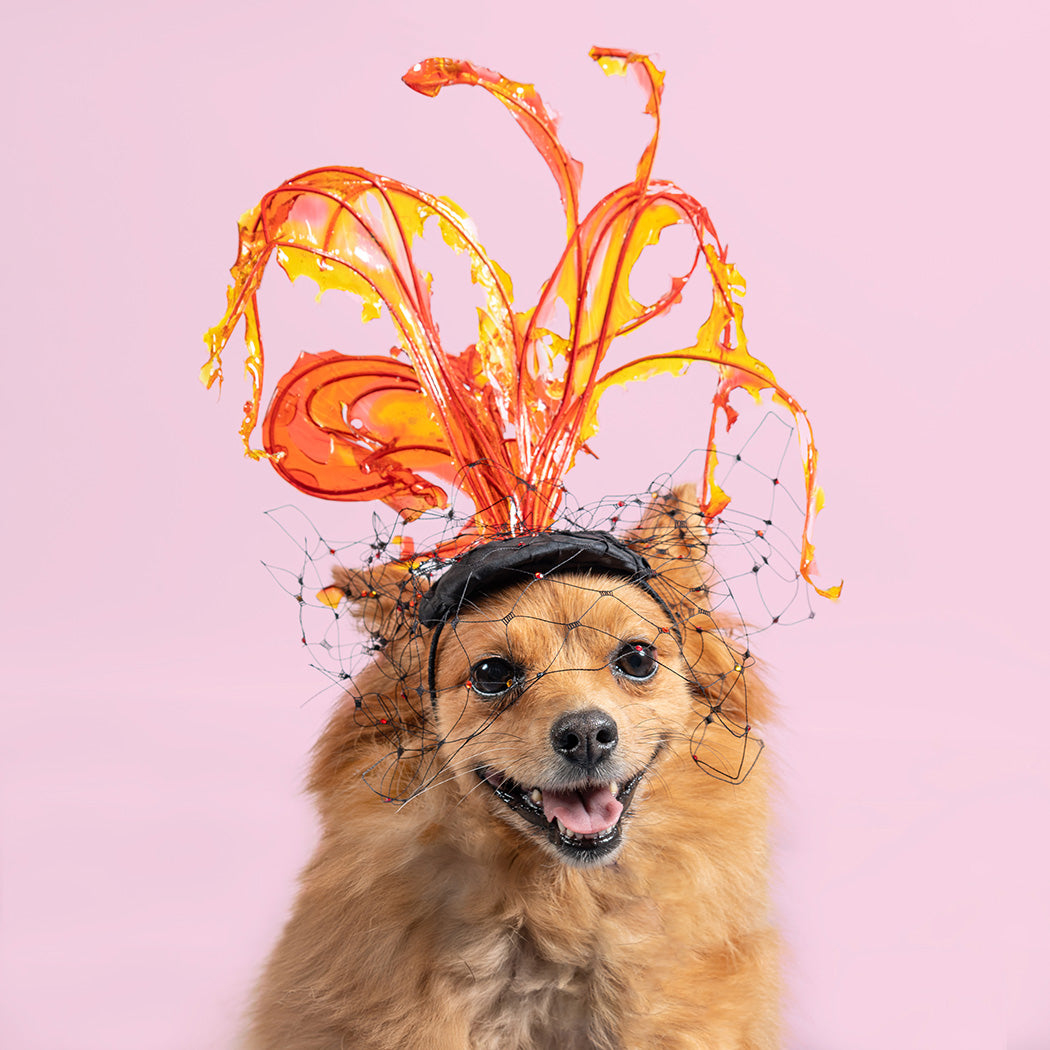 A small tan dog wearing an elaborate orange and yellow abstract feather-like fascinator hat with a black headband and netting, for the haute couture 2027 calendar. Month of November.