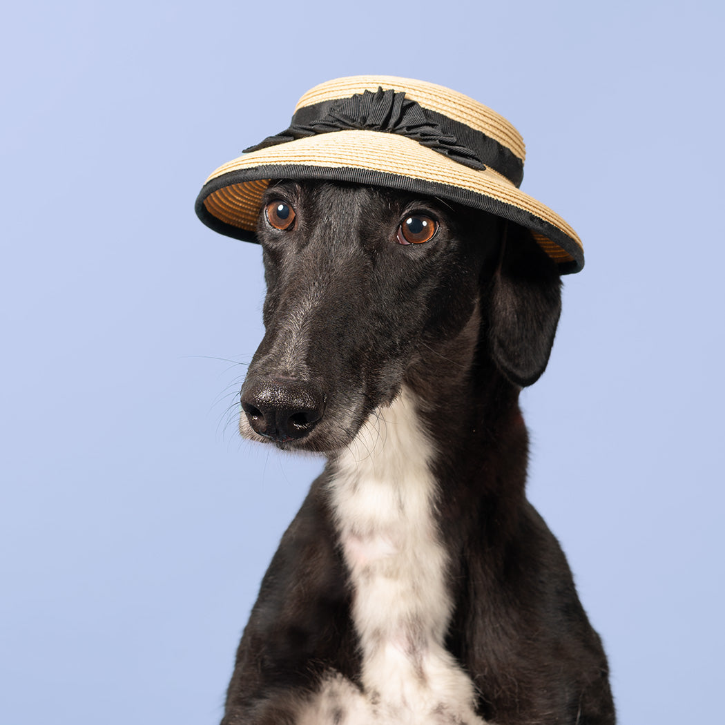 A black and white dog wearing a beige straw sun hat with a black ribbon band, for the haute couture 2027 calendar. Month of August.
