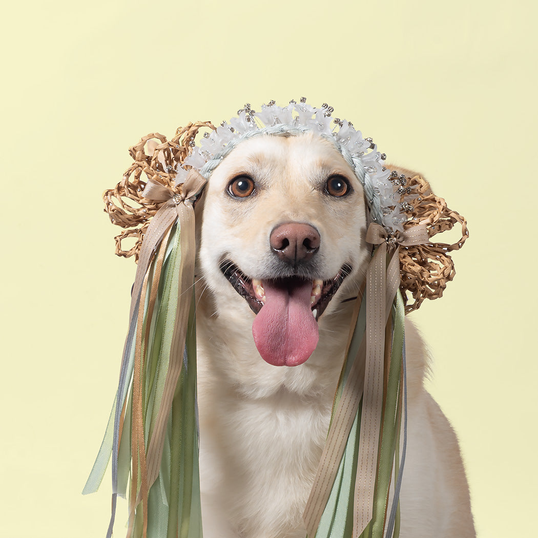 A white dog wearing an ornate decorative headpiece with ribbons and a small tiara, for the haute couture 2027 calendar. Month of February.